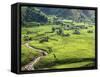 Rice Fields in Sapa Region, North Vietnam, Vietnam, Indochina, Southeast Asia, Asia-null-Framed Stretched Canvas