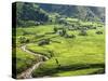 Rice Fields in Sapa Region, North Vietnam, Vietnam, Indochina, Southeast Asia, Asia-null-Stretched Canvas