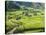 Rice Fields in Sapa Region, North Vietnam, Vietnam, Indochina, Southeast Asia, Asia-null-Stretched Canvas