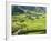 Rice Fields in Sapa Region, North Vietnam, Vietnam, Indochina, Southeast Asia, Asia-null-Framed Photographic Print