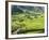 Rice Fields in Sapa Region, North Vietnam, Vietnam, Indochina, Southeast Asia, Asia-null-Framed Photographic Print