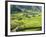 Rice Fields in Sapa Region, North Vietnam, Vietnam, Indochina, Southeast Asia, Asia-null-Framed Photographic Print