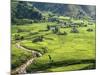 Rice Fields in Sapa Region, North Vietnam, Vietnam, Indochina, Southeast Asia, Asia-null-Mounted Photographic Print