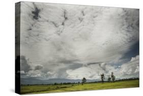 Rice Fields Near Kentung, Burma During The Rainy Season-Rebecca Gaal-Stretched Canvas