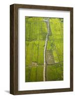 Rice Fields Near Siem Reap, Cambodia-David Wall-Framed Photographic Print