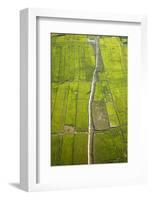 Rice Fields Near Siem Reap, Cambodia-David Wall-Framed Photographic Print