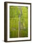 Rice Fields Near Siem Reap, Cambodia-David Wall-Framed Photographic Print