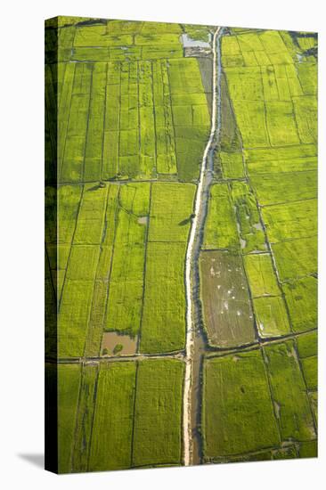 Rice Fields Near Siem Reap, Cambodia-David Wall-Stretched Canvas