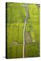 Rice Fields Near Siem Reap, Cambodia-David Wall-Stretched Canvas