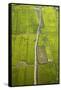 Rice Fields Near Siem Reap, Cambodia-David Wall-Framed Stretched Canvas