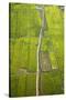 Rice Fields Near Siem Reap, Cambodia-David Wall-Stretched Canvas