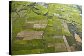 Rice Fields Near Siem Reap, Cambodia-David Wall-Stretched Canvas