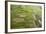 Rice Fields Near Siem Reap, Cambodia-David Wall-Framed Photographic Print