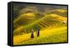 Rice Fields on Terraced of Mu Cang Chai, Yenbai, Rice Fields Prepare the Harvest at Northwest Vietn-anekoho-Framed Stretched Canvas