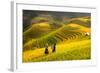 Rice Fields on Terraced of Mu Cang Chai, Yenbai, Rice Fields Prepare the Harvest at Northwest Vietn-anekoho-Framed Photographic Print