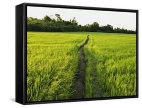 Rice Fields, Polonnaruwa, Sri Lanka, Asia-Jochen Schlenker-Framed Stretched Canvas