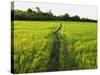 Rice Fields, Polonnaruwa, Sri Lanka, Asia-Jochen Schlenker-Stretched Canvas