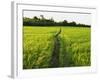 Rice Fields, Polonnaruwa, Sri Lanka, Asia-Jochen Schlenker-Framed Photographic Print