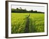 Rice Fields, Polonnaruwa, Sri Lanka, Asia-Jochen Schlenker-Framed Photographic Print