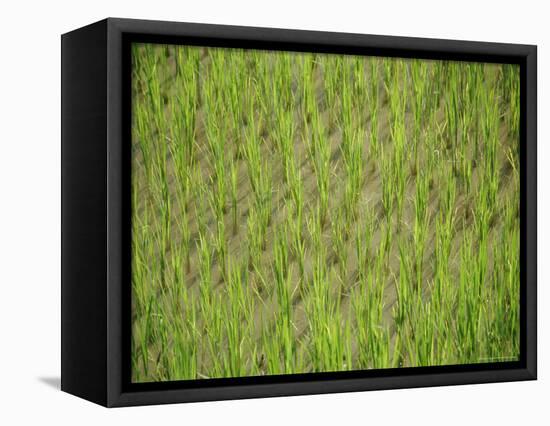 Rice Growing in 2000 Year Old Rice Terraces, Banaue, Luzon, Philippines, Asia-Maurice Joseph-Framed Stretched Canvas