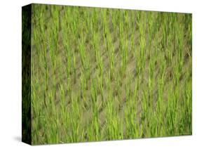 Rice Growing in 2000 Year Old Rice Terraces, Banaue, Luzon, Philippines, Asia-Maurice Joseph-Stretched Canvas