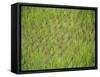 Rice Growing in 2000 Year Old Rice Terraces, Banaue, Luzon, Philippines, Asia-Maurice Joseph-Framed Stretched Canvas