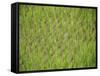 Rice Growing in 2000 Year Old Rice Terraces, Banaue, Luzon, Philippines, Asia-Maurice Joseph-Framed Stretched Canvas