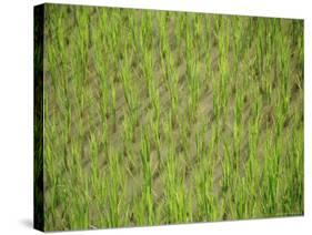 Rice Growing in 2000 Year Old Rice Terraces, Banaue, Luzon, Philippines, Asia-Maurice Joseph-Stretched Canvas