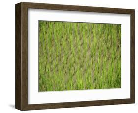 Rice Growing in 2000 Year Old Rice Terraces, Banaue, Luzon, Philippines, Asia-Maurice Joseph-Framed Photographic Print