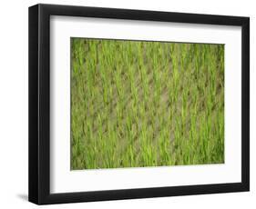 Rice Growing in 2000 Year Old Rice Terraces, Banaue, Luzon, Philippines, Asia-Maurice Joseph-Framed Photographic Print