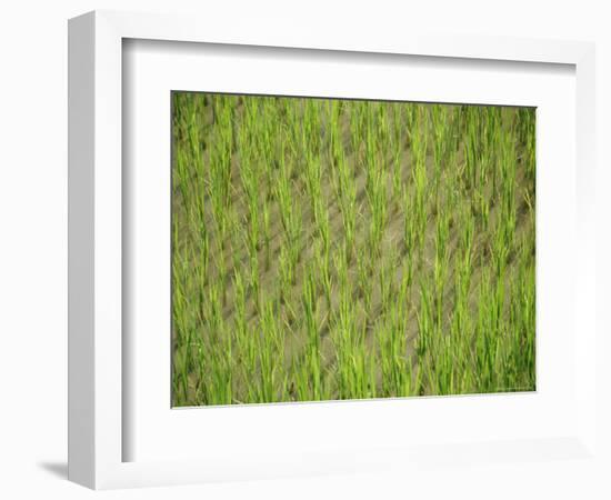 Rice Growing in 2000 Year Old Rice Terraces, Banaue, Luzon, Philippines, Asia-Maurice Joseph-Framed Photographic Print