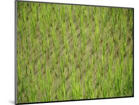 Rice Growing in 2000 Year Old Rice Terraces, Banaue, Luzon, Philippines, Asia-Maurice Joseph-Mounted Photographic Print