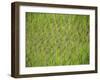 Rice Growing in 2000 Year Old Rice Terraces, Banaue, Luzon, Philippines, Asia-Maurice Joseph-Framed Photographic Print