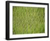 Rice Growing in 2000 Year Old Rice Terraces, Banaue, Luzon, Philippines, Asia-Maurice Joseph-Framed Photographic Print