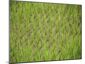 Rice Growing in 2000 Year Old Rice Terraces, Banaue, Luzon, Philippines, Asia-Maurice Joseph-Mounted Photographic Print