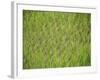 Rice Growing in 2000 Year Old Rice Terraces, Banaue, Luzon, Philippines, Asia-Maurice Joseph-Framed Photographic Print