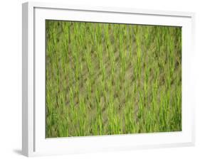Rice Growing in 2000 Year Old Rice Terraces, Banaue, Luzon, Philippines, Asia-Maurice Joseph-Framed Photographic Print
