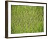 Rice Growing in 2000 Year Old Rice Terraces, Banaue, Luzon, Philippines, Asia-Maurice Joseph-Framed Photographic Print