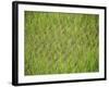 Rice Growing in 2000 Year Old Rice Terraces, Banaue, Luzon, Philippines, Asia-Maurice Joseph-Framed Photographic Print