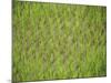 Rice Growing in 2000 Year Old Rice Terraces, Banaue, Luzon, Philippines, Asia-Maurice Joseph-Mounted Photographic Print