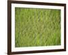 Rice Growing in 2000 Year Old Rice Terraces, Banaue, Luzon, Philippines, Asia-Maurice Joseph-Framed Photographic Print