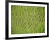 Rice Growing in 2000 Year Old Rice Terraces, Banaue, Luzon, Philippines, Asia-Maurice Joseph-Framed Photographic Print