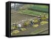 Rice Harvest, Hanging Out Cut Rice to Dry, Hiraizumi, Iwate-Ken, Northern Honshu, Japan, Asia-Tony Waltham-Framed Stretched Canvas