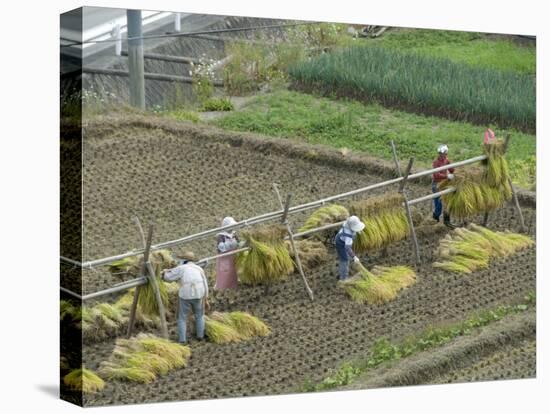 Rice Harvest, Hanging Out Cut Rice to Dry, Hiraizumi, Iwate-Ken, Northern Honshu, Japan, Asia-Tony Waltham-Stretched Canvas