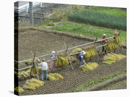 Rice Harvest, Hanging Out Cut Rice to Dry, Hiraizumi, Iwate-Ken, Northern Honshu, Japan, Asia-Tony Waltham-Stretched Canvas