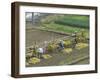 Rice Harvest, Hanging Out Cut Rice to Dry, Hiraizumi, Iwate-Ken, Northern Honshu, Japan, Asia-Tony Waltham-Framed Photographic Print