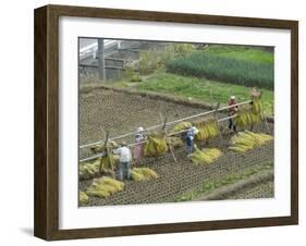 Rice Harvest, Hanging Out Cut Rice to Dry, Hiraizumi, Iwate-Ken, Northern Honshu, Japan, Asia-Tony Waltham-Framed Photographic Print