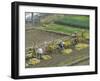 Rice Harvest, Hanging Out Cut Rice to Dry, Hiraizumi, Iwate-Ken, Northern Honshu, Japan, Asia-Tony Waltham-Framed Photographic Print