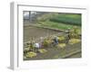 Rice Harvest, Hanging Out Cut Rice to Dry, Hiraizumi, Iwate-Ken, Northern Honshu, Japan, Asia-Tony Waltham-Framed Photographic Print