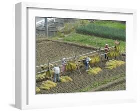 Rice Harvest, Hanging Out Cut Rice to Dry, Hiraizumi, Iwate-Ken, Northern Honshu, Japan, Asia-Tony Waltham-Framed Photographic Print